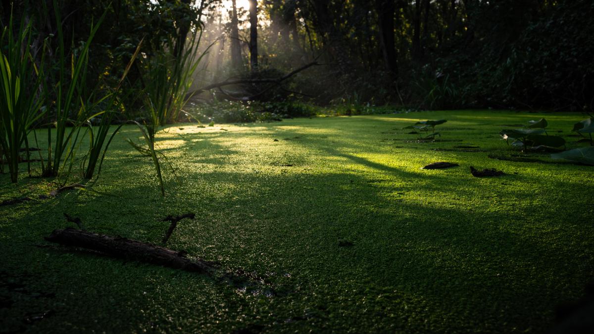 Duckweed: The Tiny Aquatic Plant That Packs More Protein Than Any Food on Earth