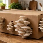 Grow R450 Worth of Oyster Mushrooms Every Month Using a Cardboard Box