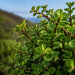 Spekboom as a Survival Crop: Forgotten Edible Uses of South Africa's Miracle Plant