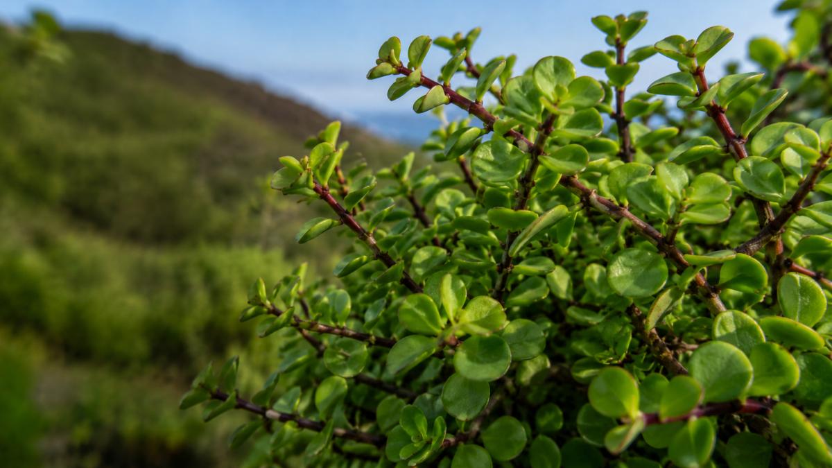 Spekboom as a Survival Crop: Forgotten Edible Uses of South Africa's Miracle Plant